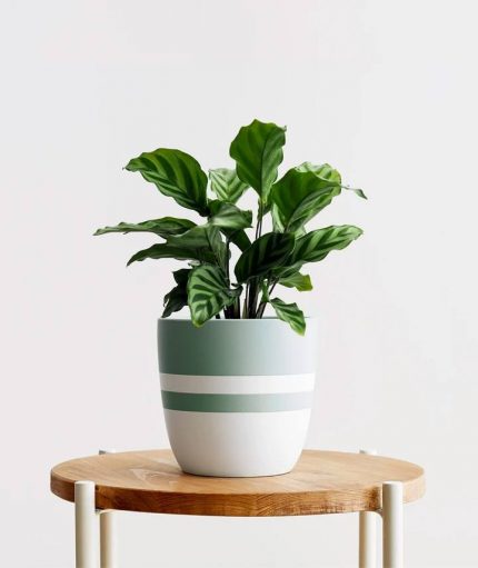 Freddie Calathea