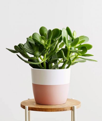 Jade Succulent