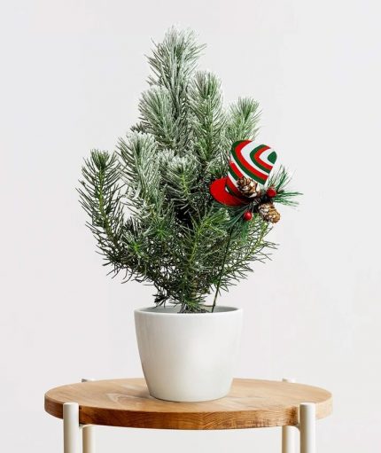 Pine Tree