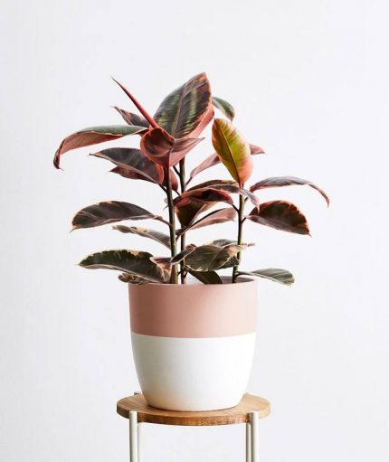 Ruby Rubber Tree