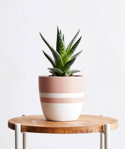 Tiger Aloe