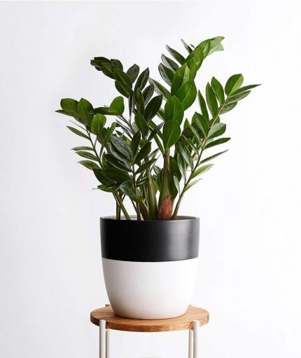 ZZ Plant