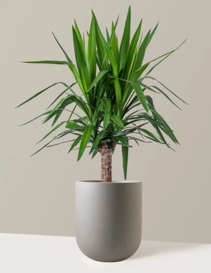 Large Yucca Plant