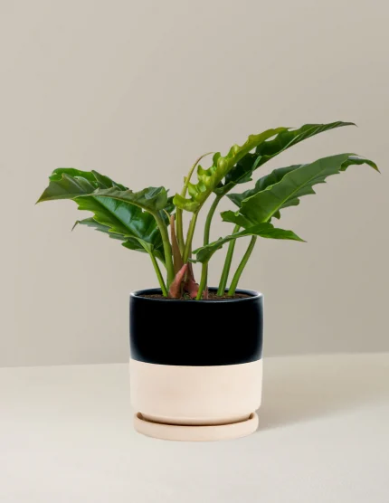 Philodendron Jungle Boogie